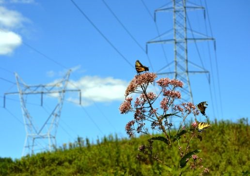 Transmission lines